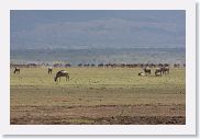 03LakeManyara - 50 * Black Wildebeests.